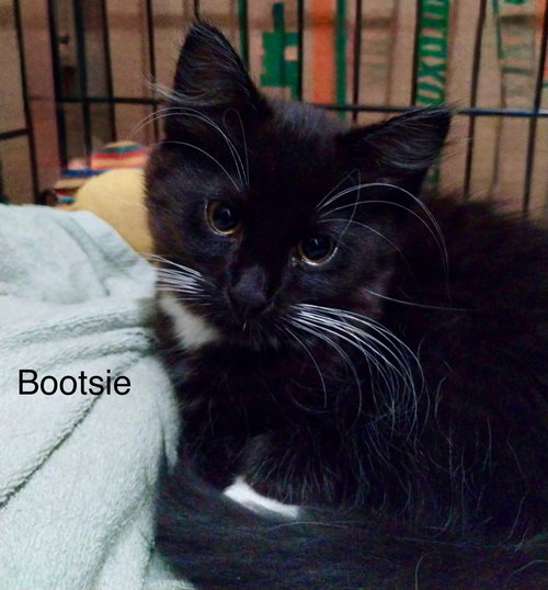 Bootsie