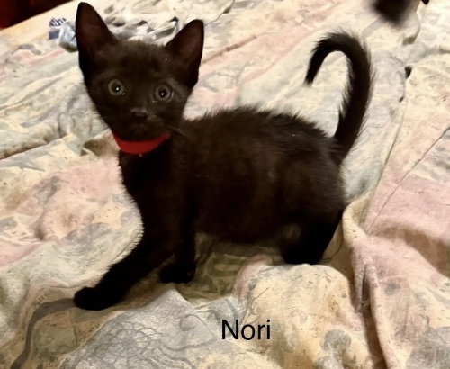 Nori