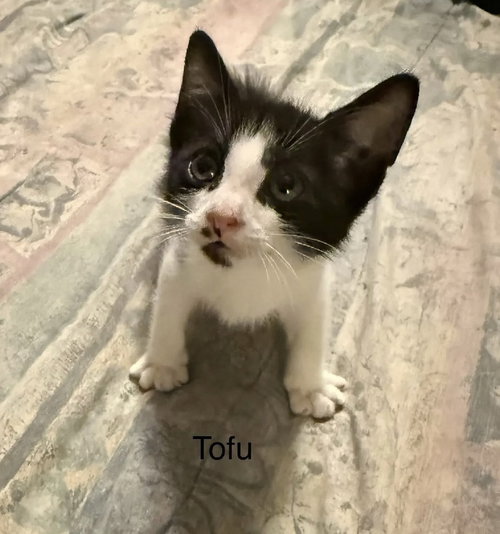 Tofu