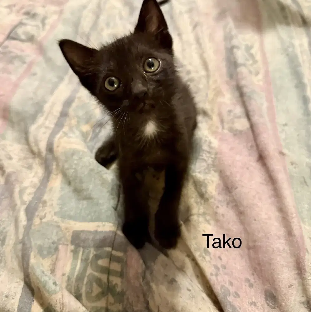 Tako - Domestic Short Hair