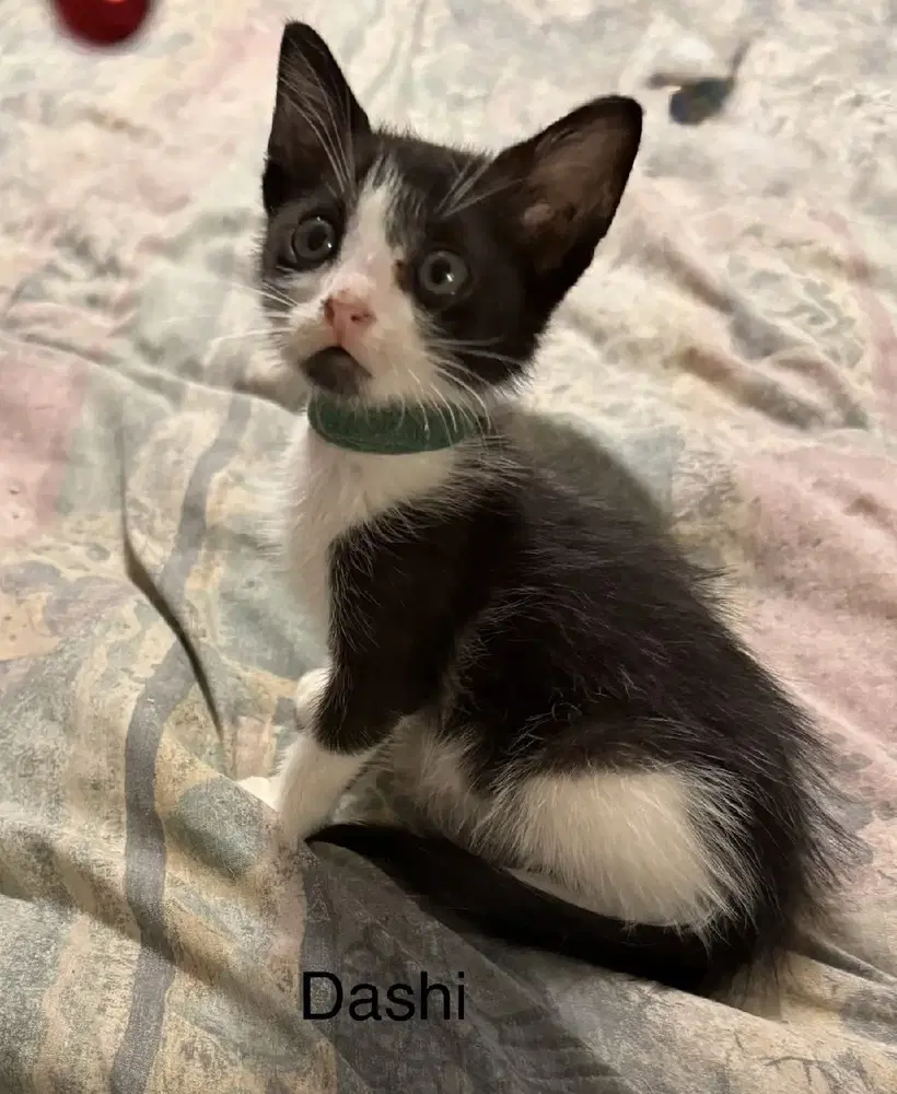 Dashi - Domestic Short Hair
