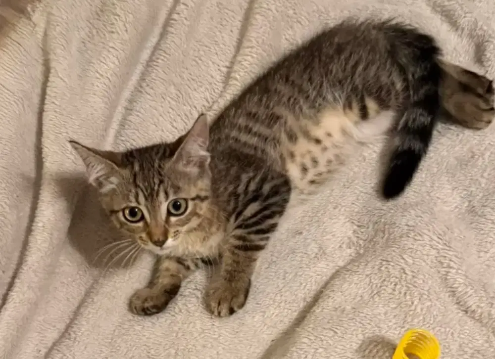 Bardmoor - Domestic Short Hair