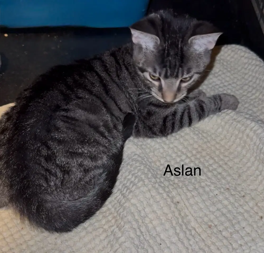 Aslan - Domestic Short Hair
