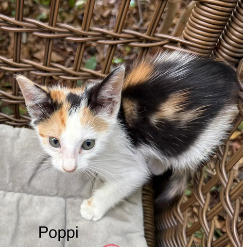 Poppi