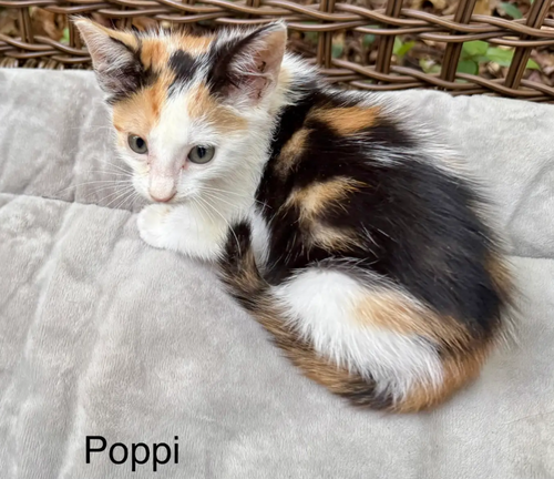 Poppi photo 2