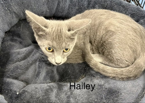 HAILEY - Domestic Short Hair available for adoption