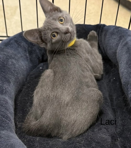 LACI - Domestic Short Hair available for adoption