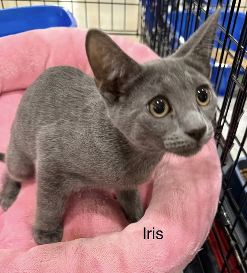 IRIS - Domestic Short Hair available for adoption
