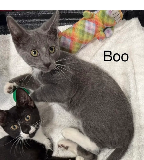 BOO - Domestic Short Hair available for adoption