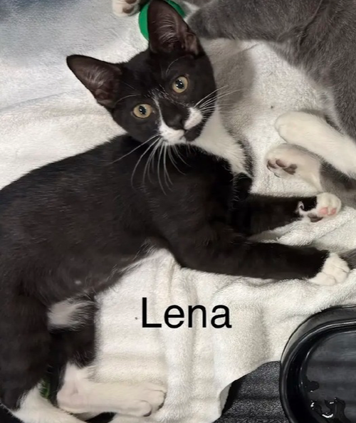 LENA - Domestic Short Hair available for adoption