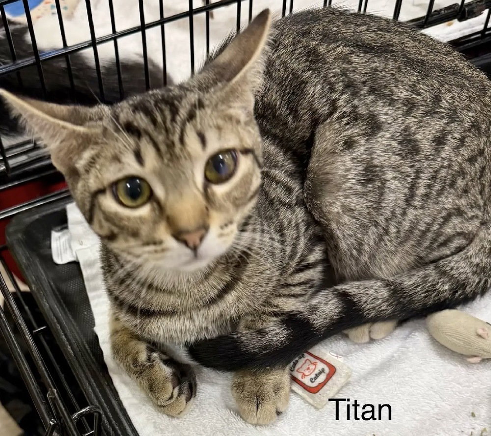 Titan, Domestic Short Hair