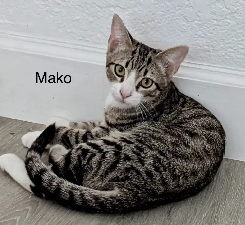 Mako - Domestic Short Hair