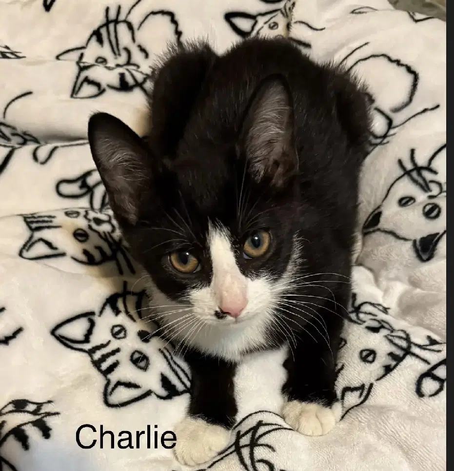 Charlie - Domestic Short Hair