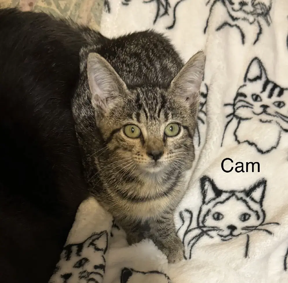 Cam - Domestic Short Hair