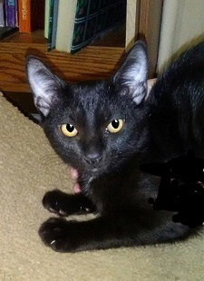 Reilly was Orion, a cat for adoption from Save Our Strays Inc