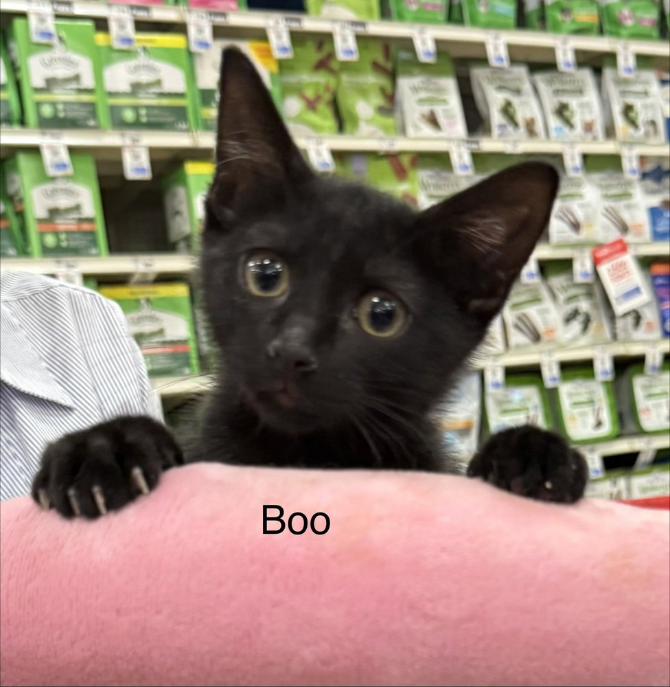 Boo