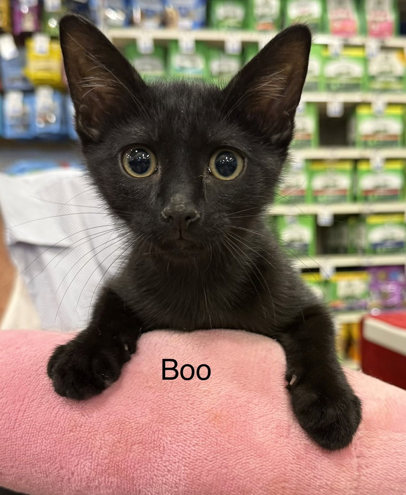 Boo, photo 2