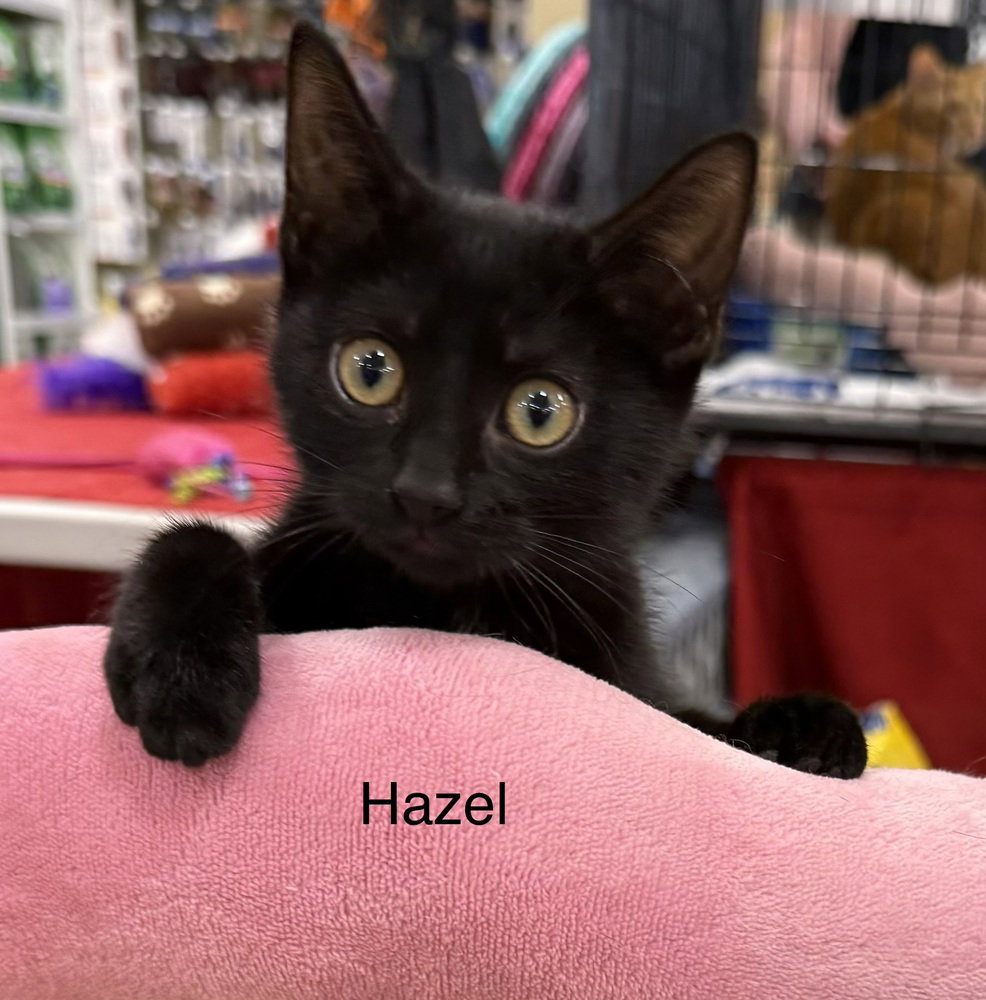Hazel