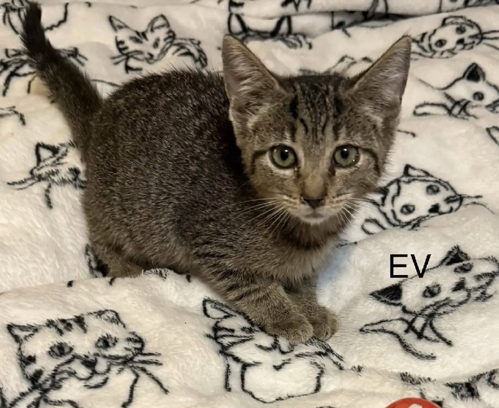 EV