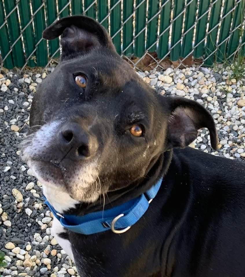 adoptable Dog in Manahawkin, NJ named Freddy