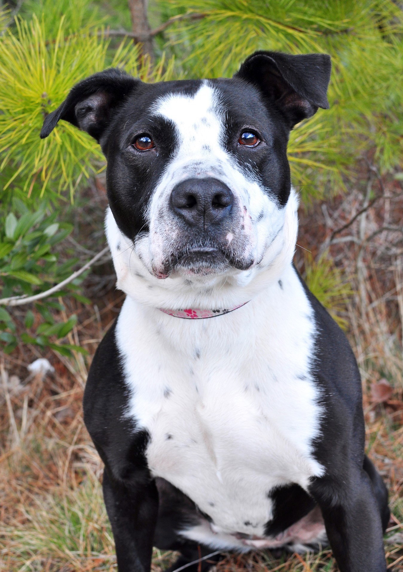 Dog adoption in Manahawkin, NJ 08050 Pit Bull Terrier / Mixed (short