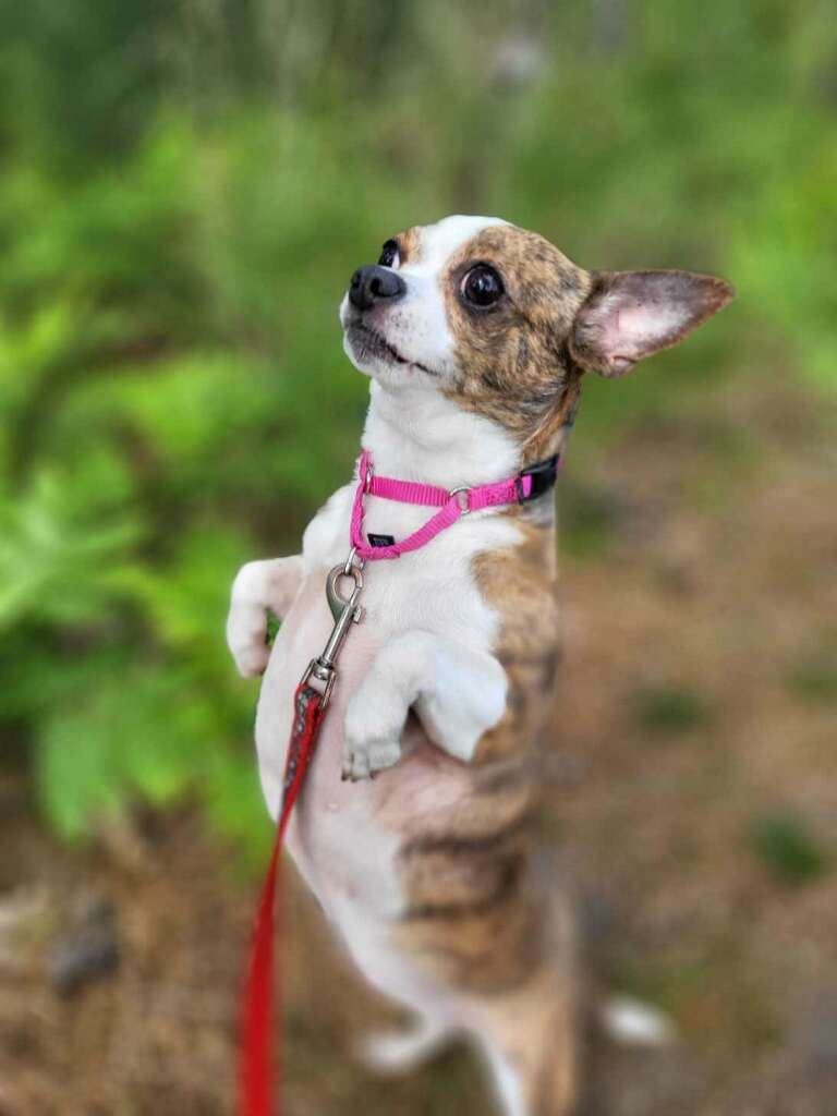 Dog for Adoption Lala, a Chihuahua in Sea Isle City, NJ Alpha Paw