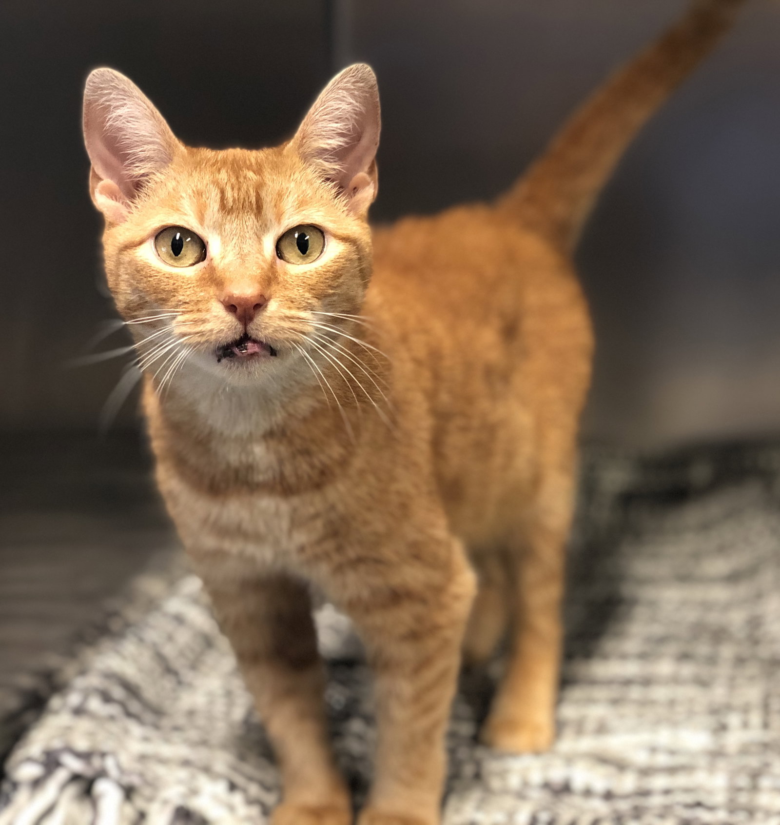 Cat adoption in Manahawkin, NJ 08050 Domestic Short Hair (short coat