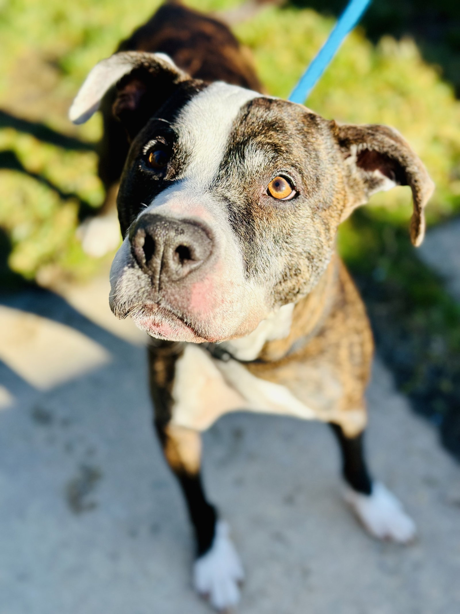 Dog adoption in Manahawkin, NJ 08050 Pit Bull Terrier (short coat) Dog