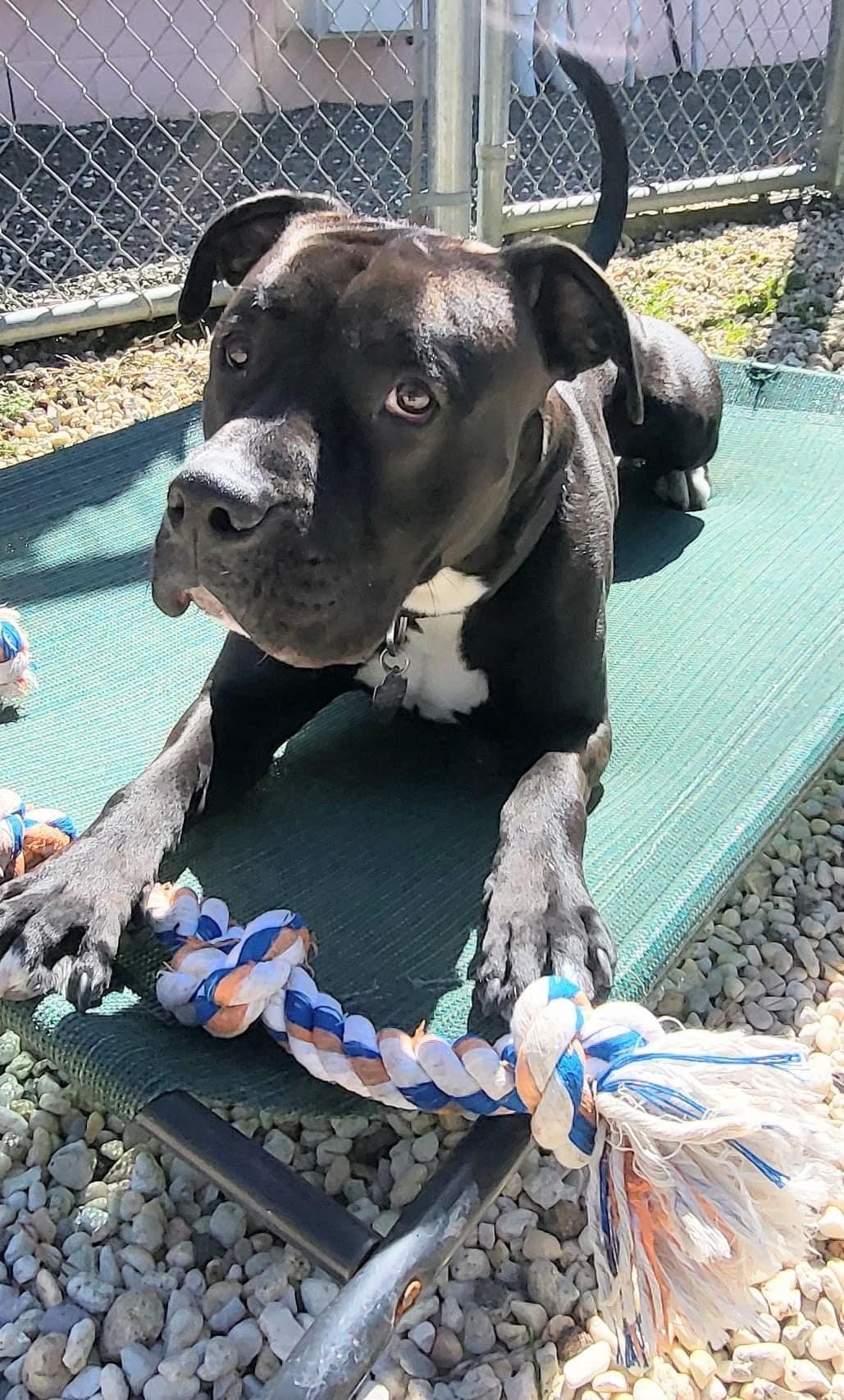 adoptable Dog in Manahawkin, NJ named Oreo