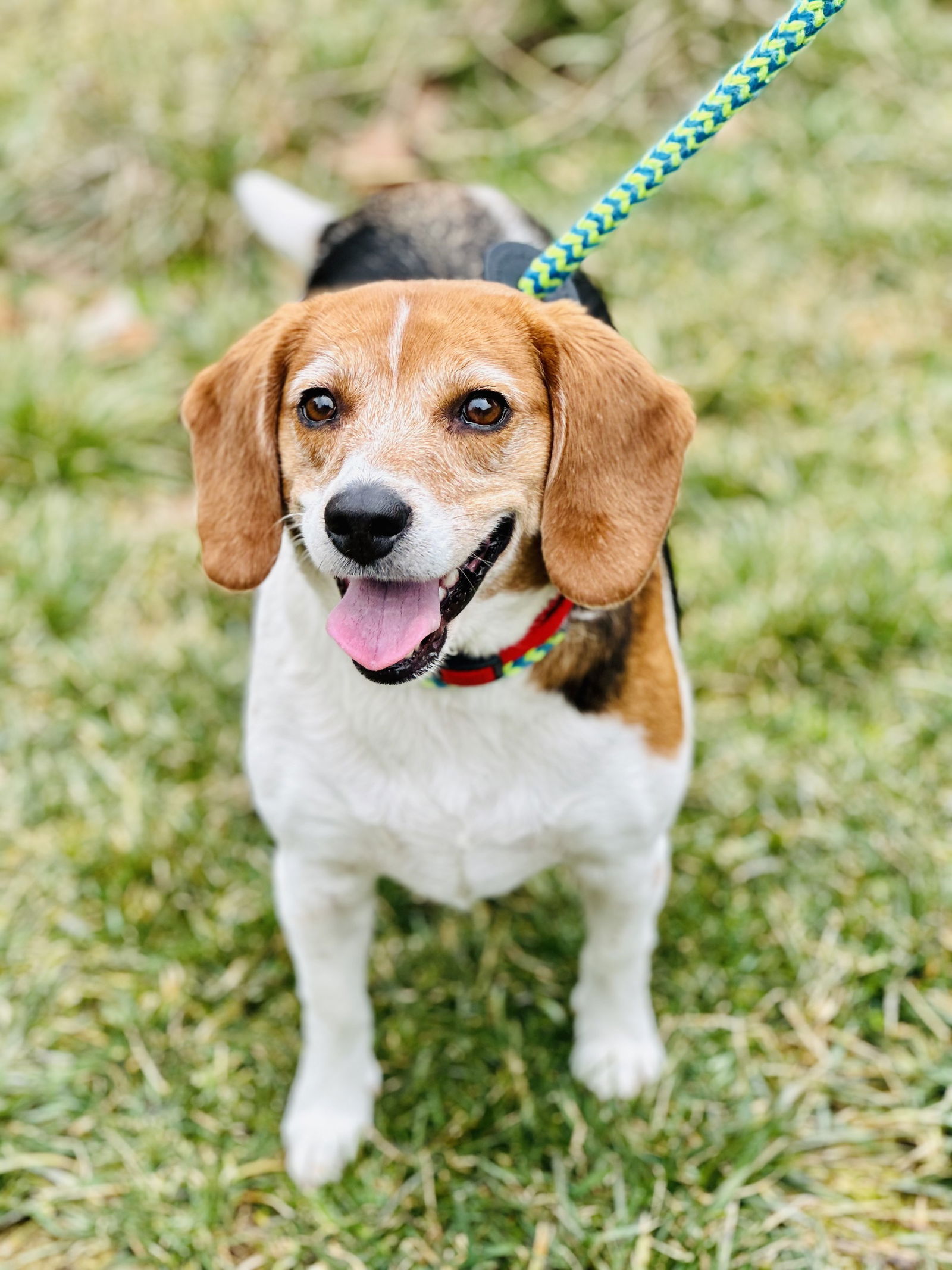 Dog for Adoption - Bella, a Beagle in Atlantic City, NJ | Alpha Paw