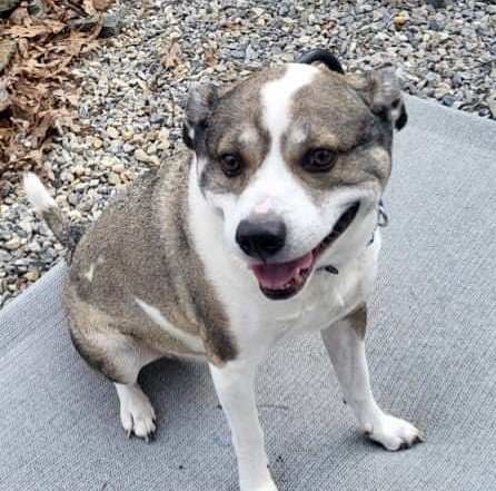 adoptable Dog in Manahawkin, NJ named Jake