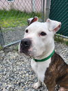 adoptable Dog in Manahawkin, NJ named Maple