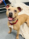 adoptable Dog in Manahawkin, NJ named Stitch