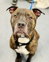 adoptable Dog in Manahawkin, NJ named Bruno