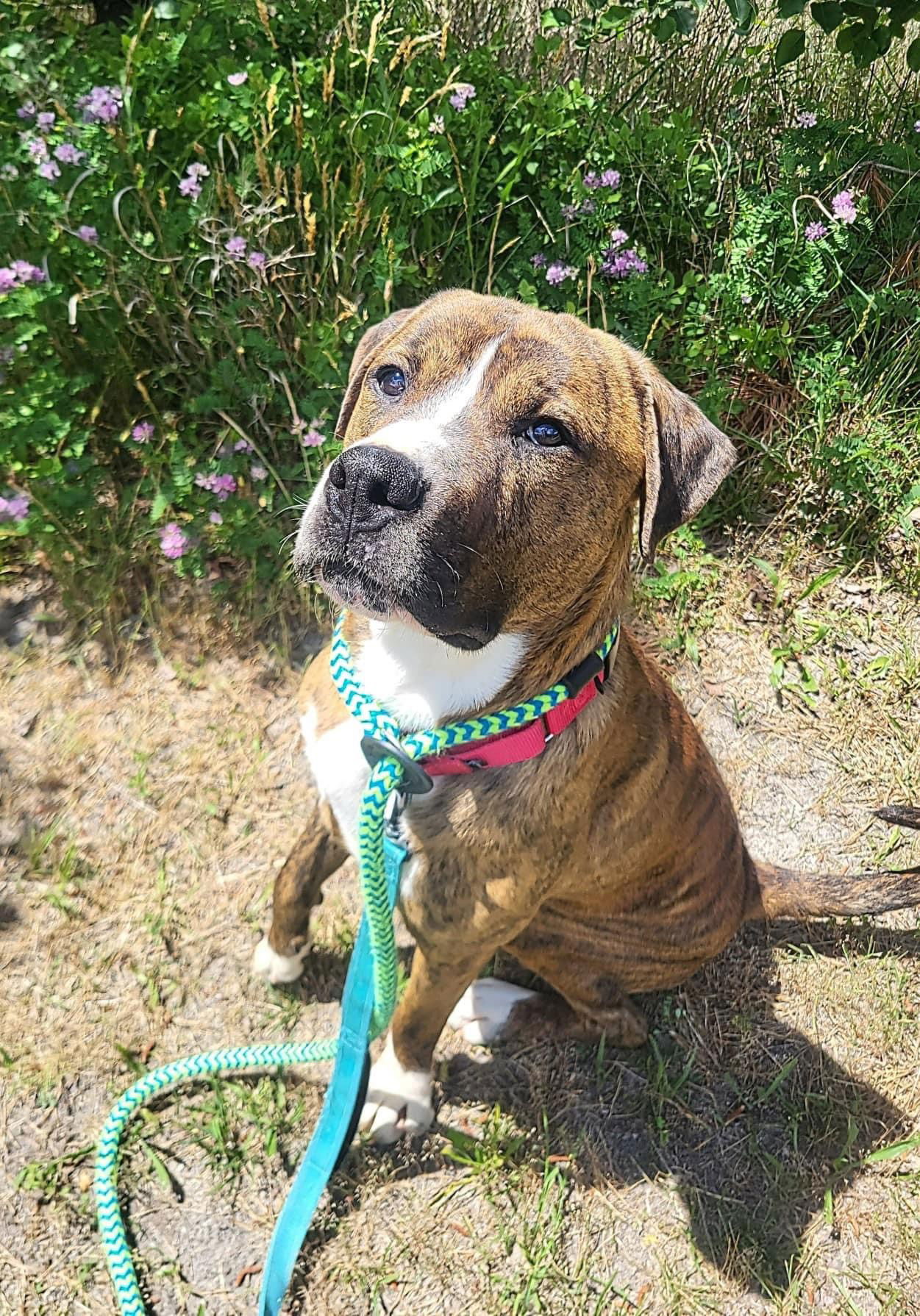 adoptable Dog in Manahawkin, NJ named Cookie