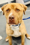 adoptable Dog in Manahawkin, NJ named Mush