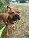 adoptable Dog in Manahawkin, NJ named Cali