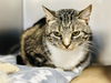 adoptable Cat in Manahawkin, NJ named Sage