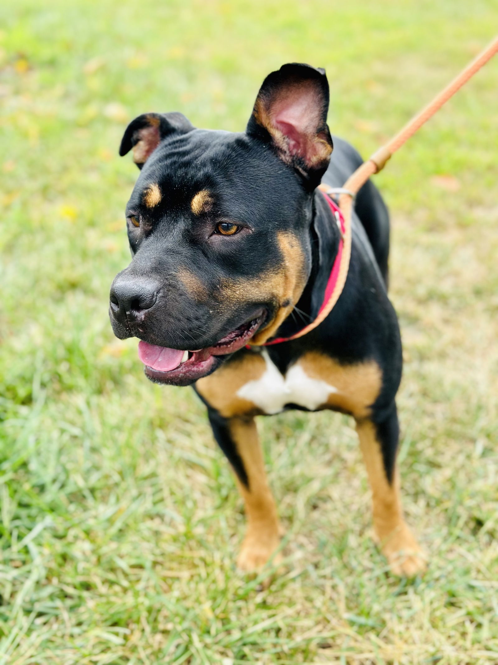 adoptable Dog in Manahawkin, NJ named Jada