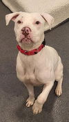 adoptable Dog in , NJ named Winter