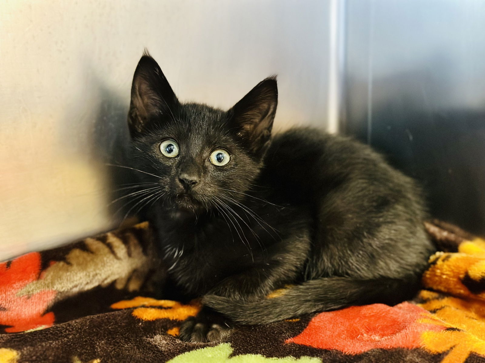 adoptable Cat in Manahawkin, NJ named Shady