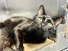 adoptable Cat in , NJ named Thackery