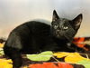 adoptable Cat in , NJ named Cobweb