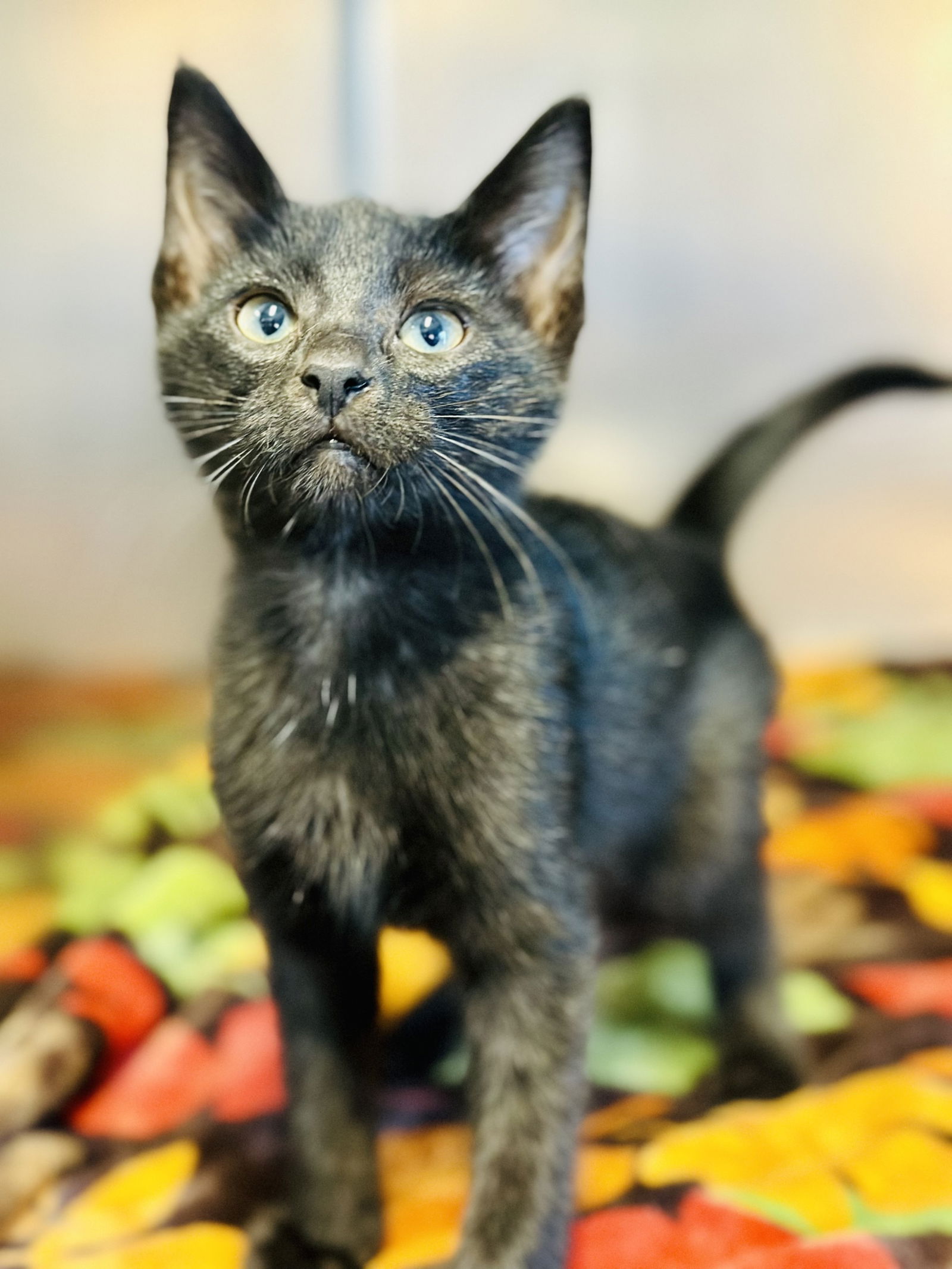 adoptable Cat in Manahawkin, NJ named Steve