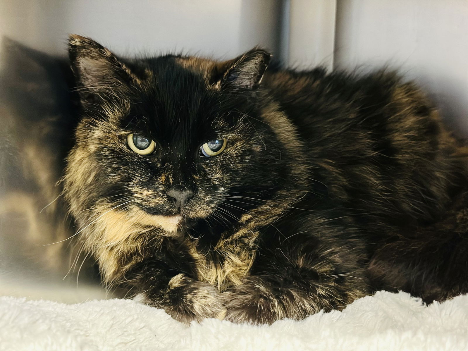 adoptable Cat in Manahawkin, NJ named Sabrina