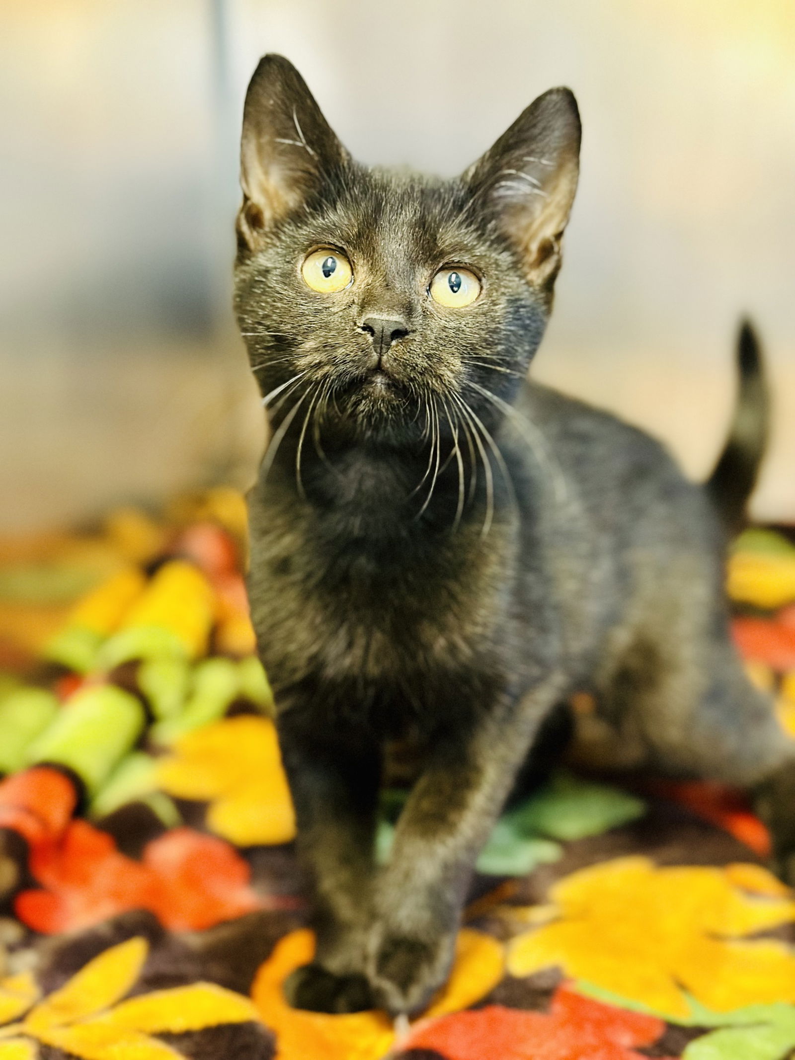 adoptable Cat in Manahawkin, NJ named Blackberry