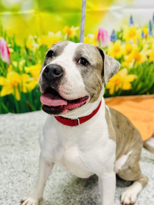 picture of the dog needing adoption