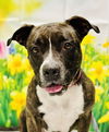 adoptable Dog in  named Karma