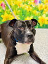 adoptable Dog in  named Professor Wiggle Bottoms