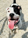 adoptable Dog in  named Jace